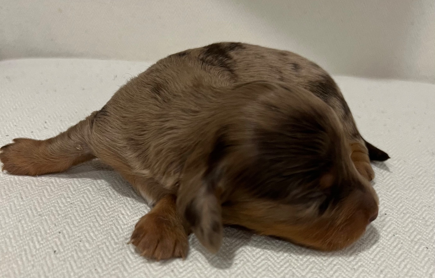 Julie-daniele Peyrouzelle - Chiots disponibles - Teckel poil long