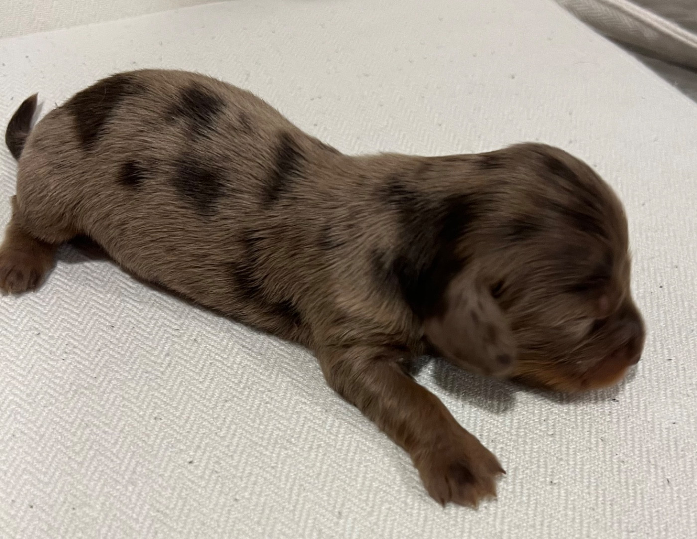 Julie-daniele Peyrouzelle - Chiots disponibles - Teckel poil long