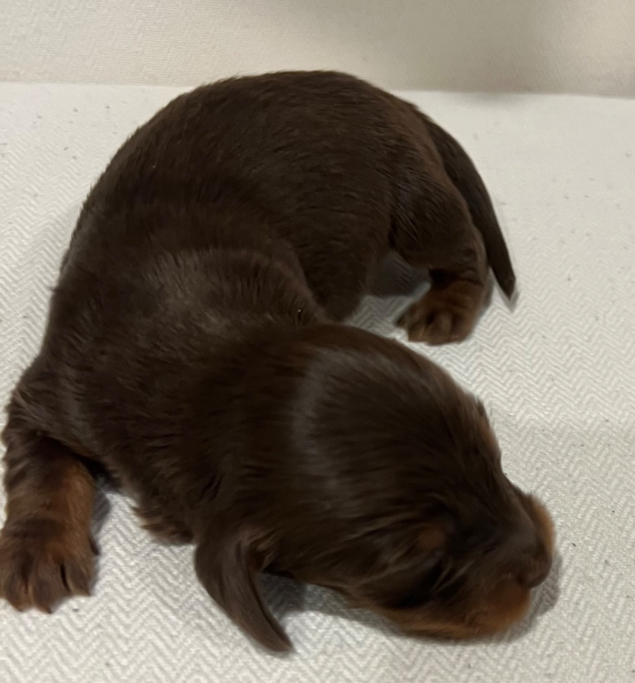 Julie-daniele Peyrouzelle - Chiots disponibles - Teckel poil long