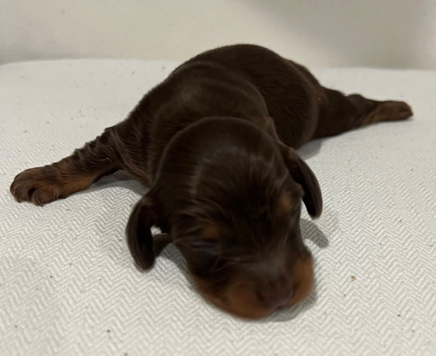 Julie-daniele Peyrouzelle - Chiots disponibles - Teckel poil long