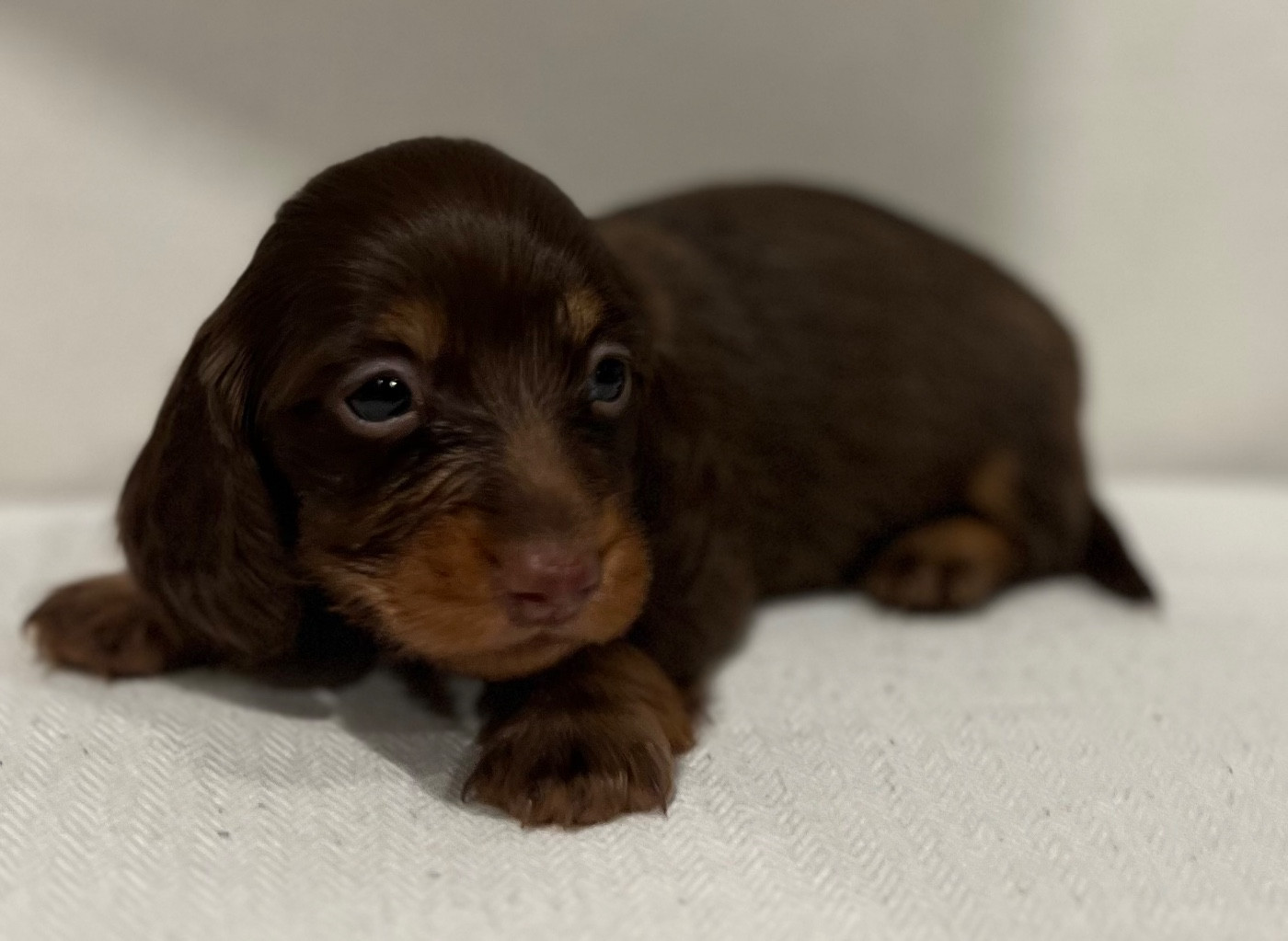 Julie-daniele Peyrouzelle - Chiots disponibles - Teckel poil long