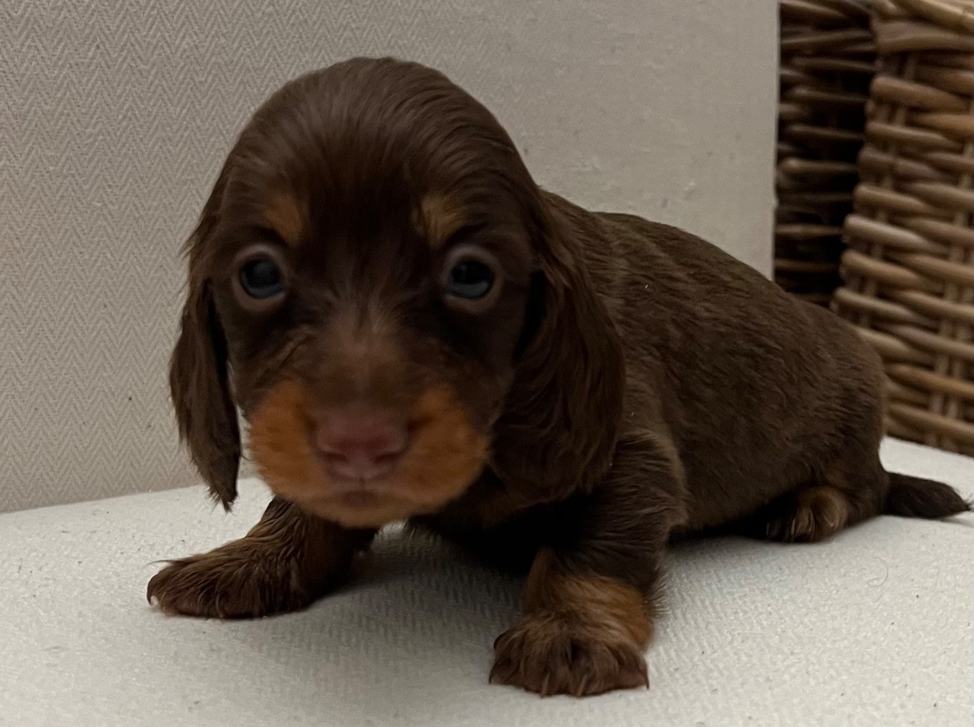 Julie-daniele Peyrouzelle - Chiots disponibles - Teckel poil long