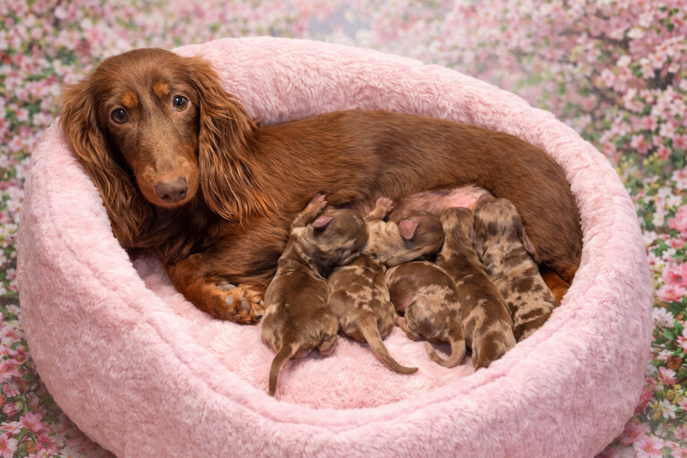 Chiot Teckel poil long Julie-daniele Peyrouzelle